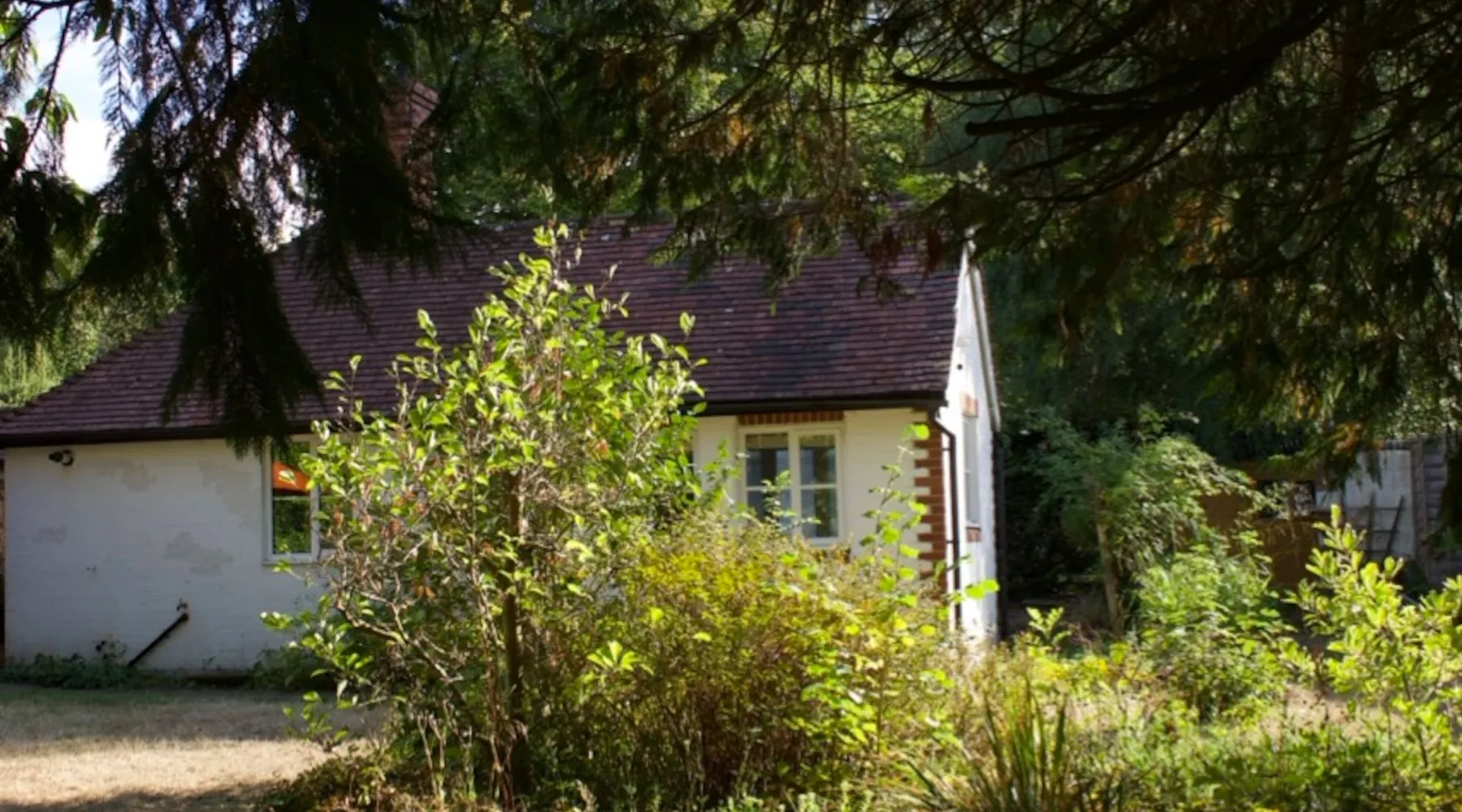 The studio’s white wall and tiled roof seen through conifer branches and shrubs on a sunny afternoon.