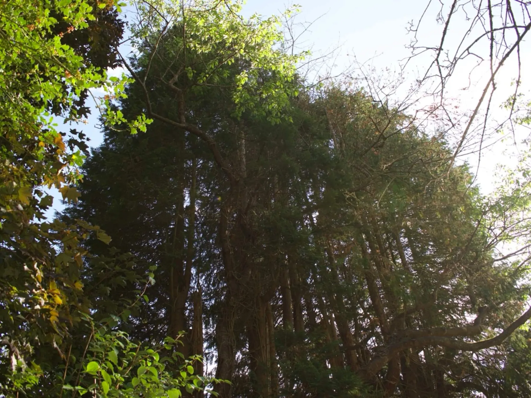 Tall conifers seen from below, with sunlit leafy branches at the edges and pale sky behind.
